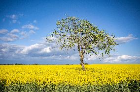 RAPESEED