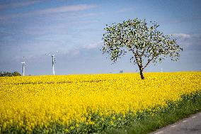 RAPESEED