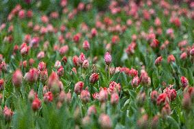 Tulip Festival at Kirna Manor