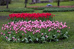 Tulip Festival at Kirna Manor