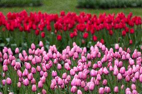 Tulip Festival at Kirna Manor