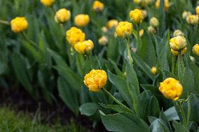 Tulip Festival at Kirna Manor