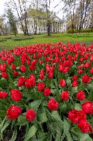 Tulip Festival at Kirna Manor