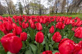 Tulip Festival at Kirna Manor