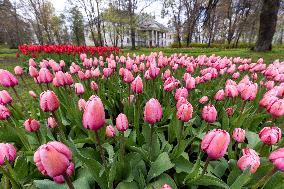 Tulip Festival at Kirna Manor