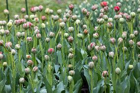 Tulip Festival at Kirna Manor