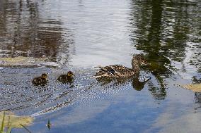 Mother duck swimming with ducklings