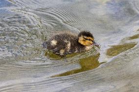 Ducklings