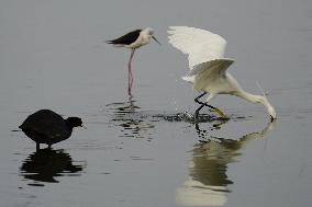 Egret Feeding Illustrations - India