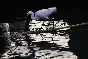 Egret Feeding Illustrations - India