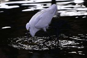 Egret Feeding Illustrations - India