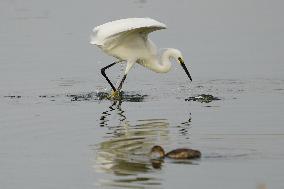 Egret Feeding Illustrations - India