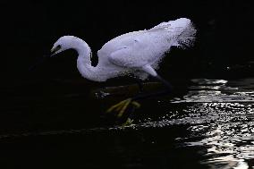 Egret Feeding Illustrations - India