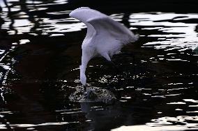 Egret Feeding Illustrations - India