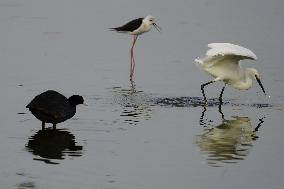 Egret Feeding Illustrations - India