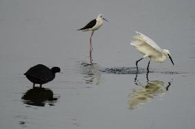 Egret Feeding Illustrations - India
