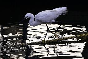 Egret Feeding Illustrations - India
