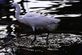 Egret Feeding Illustrations - India