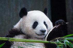 Chongqing Zoo Giant Panda Relaxing
