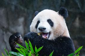Chongqing Zoo Giant Panda Relaxing