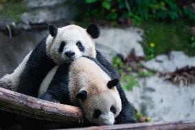 Chongqing Zoo Giant Panda Relaxing