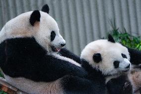 Chongqing Zoo Giant Panda Relaxing