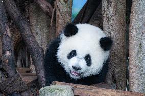 Chongqing Zoo Giant Panda Relaxing