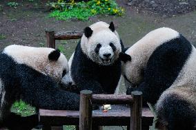 Chongqing Zoo Giant Panda Relaxing