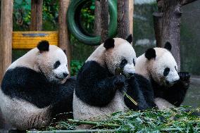 Chongqing Zoo Giant Panda Relaxing