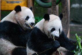 Chongqing Zoo Giant Panda Relaxing