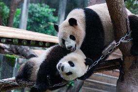 Chongqing Zoo Giant Panda Relaxing