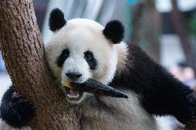 Chongqing Zoo Giant Panda Relaxing
