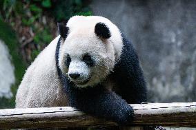 Chongqing Zoo Giant Panda Relaxing