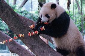 Chongqing Zoo Giant Panda Relaxing