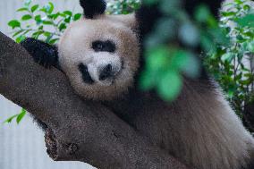 Chongqing Zoo Giant Panda Relaxing