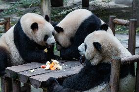 Chongqing Zoo Giant Panda Relaxing