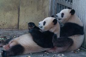 Chongqing Zoo Giant Panda Relaxing
