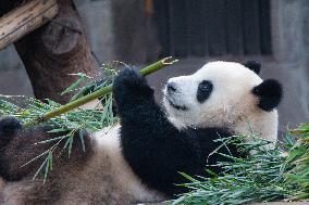 Chongqing Zoo Giant Panda Relaxing