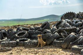 Waste And Recycling Management in Bukan -  Iran