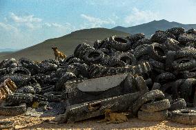 Waste And Recycling Management in Bukan -  Iran