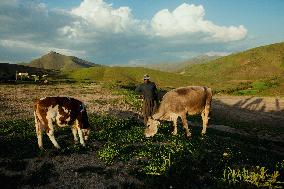 Iranian Nomads - Saqqez