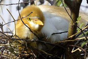Egrets Building Their Nests - India