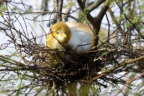 Egrets Building Their Nests - India