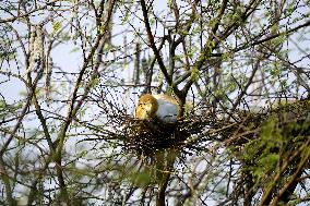 Egrets Building Their Nests - India