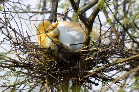 Egrets Building Their Nests - India