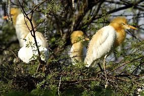 Egrets Building Their Nests - India