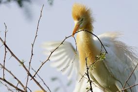 Egrets Building Their Nests - India