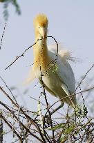 Egrets Building Their Nests - India