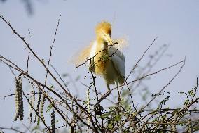 Egrets Building Their Nests - India