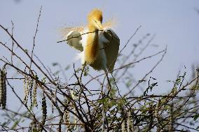 Egrets Building Their Nests - India